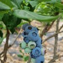 쌍치블루베리 이미지