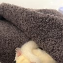 햄스터 분양 로던트 클럽 충남점 이미지