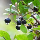 약용식물관리사 이미지