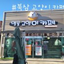 명품고양이카페 이미지