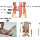 복직근과 복사근 그리고 반응점들 이미지