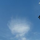 에델바이스 이미지