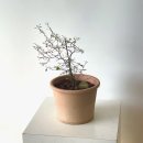 꽃바람화원 이미지