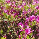 장자호수길 이미지