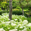 "여름 숲을 물들인 7만 송이의 기적" 2026 화담숲 여름 수국 축제=26년 6월 초 ~ 8월 중순 진행 중 이미지