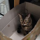 딸부자집대우토굴새우젓 | 불멍하기 좋은 계절 / 냥이 녀석의 멍때리기 / 겨울 밑반찬 만들어 놓고 집콕