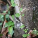 참명아주Chenopodiastrum gracilispicum (H.W.Kung) Uotila 이미지