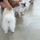 분당 강아지 호텔 추천 🐶 믿고 맡길 수 있는 라드독 호텔 후기