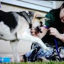 아름다운 개 이미지