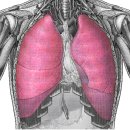 parietal pleura(벽쪽가슴막) 이미지