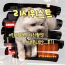 빵독 반려미용실 | 반려동물 사진 잘 찍는 곳 찾는다면? 리시위스트 그건 가짜예요 자이언트독 촬영 후기