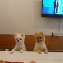 애견민박 멍집 이미지