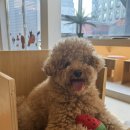 댕하우스 애견유치원 호텔 대구 중구점 이미지