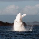 하얀고래 이미지