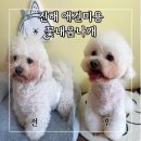 꽃처럼미용 | 창원 애견 미용 진해 꽃내음나개에서 비숑 귀툭컷 하고온 후기