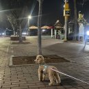 산책하는 강아지 이미지