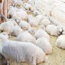 나리목장2 이미지