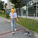 아띠지기 | 아띠지기 강아지 핸즈프리 리드줄 후기