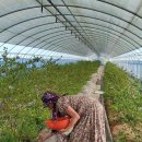 아란농장 이미지