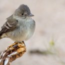 종달새(노고지리, sky lark. 히빠리, 雲雀)에 대한 시들 이미지