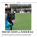 뽀송펫 | 켄싱턴 충주 프라이빗 프리미어 펫룸과 프리미 펫룸 비교 후기