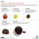 국제 커피의 날: 당신의 카페인은 어디서 오는가? 이미지