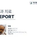7/8 밤돌이 치과 치료 (뿌리동물병원) 레포트 이미지