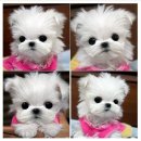 정퍼피클럽 이미지