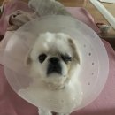 꾸러기동물병원 이미지