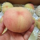 현대과일 네이버블로그