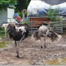 삼봉농장 이미지