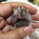 딸기엄마네 네이버블로그