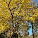 아라애견 이미지