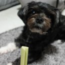 노블덴탈 이미지