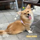 만두만두는집 이미지