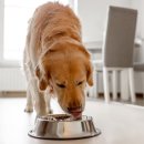 우리강아지(My Dog) 이미지