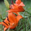 아침뜨락 Daum카페