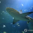 상어통신 이미지