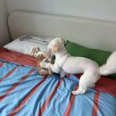 멍냥펀치 이미지