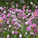 로단테(Rhodanthe) 이미지