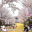 남산공원 | 강릉 남산공원 벚꽃 축제 주차장 실시간 2026 방문 후기