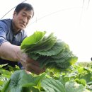 곤달비 이미지