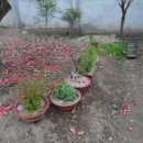 포포농장 이미지