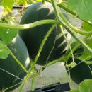 철원군농업기술센터 이미지