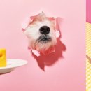 뽀뽀애견 이미지