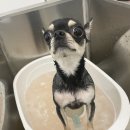 댕그리 펫 살롱 이미지