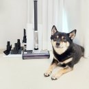 샤크 핸디 무선 청소기 IQ센스 강아지털청소기로 추천