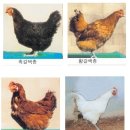 토종닭 이미지
