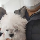 도그마루 강아지고양이 안산점 이미지