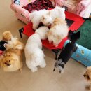 명문애견 이미지